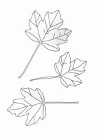 Acer campestre-Field Maple Acer campestre-Field Maple